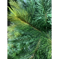 2.4m Imperial Fir Christmas Tree with white tips